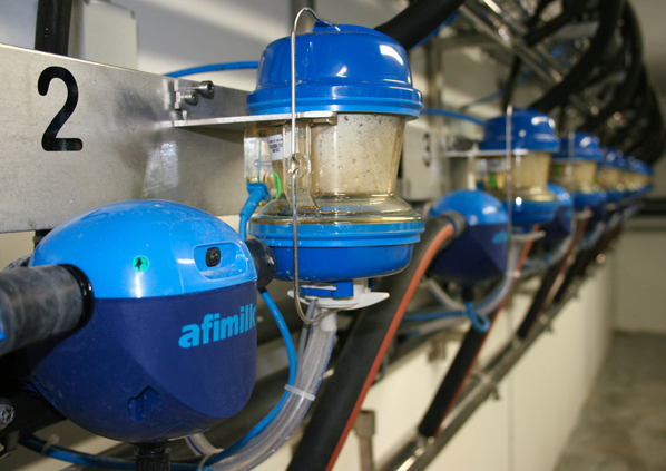 Afimilk di TDM - sistemi di gestione dell'allevamento